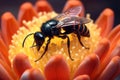 tarantula hawk wasp on a cactus flower, pollinating Royalty Free Stock Photo