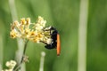 A Tarantula Hawk Wasp feeding on some flowers Royalty Free Stock Photo