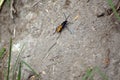 Tarantula hawk wasp on the ground Royalty Free Stock Photo