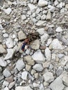 Tarantula hawk wasp with spider on gravel Royalty Free Stock Photo