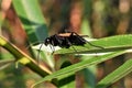 Tarantula Hawk Wasp on a tree leaf in the sunshine Royalty Free Stock Photo