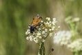 Tarantula Hawk Wasp with yellow wings Royalty Free Stock Photo