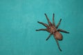 Tarantula isolated. female spider tarantula on green background close up of tarantula  closeup tarantula insects, insect, bug, bug Royalty Free Stock Photo