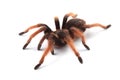 Tarantula isolated on white