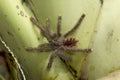 Tarantula on a leaf