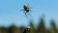 Tarantula in macro photography. Creative. The spider takes a large gray stone and carries it along the web and in the