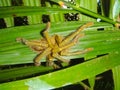 Tarantula of Malaysia Royalty Free Stock Photo