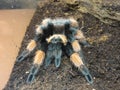 Tarantula Royalty Free Stock Photo