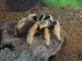 Tarantula Royalty Free Stock Photo