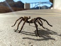 Tarantula in natural habitat, Theraphosidae at hoover dam nevada