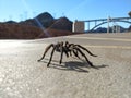 Tarantula in natural habitat, Theraphosidae at hoover dam nevada