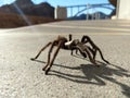 Tarantula in natural habitat, Theraphosidae at hoover dam nevada