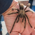 Tarantula in natural habitat, Theraphosidae at hoover dam nevada