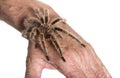 Tarantula on persons hand against white background