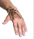 Tarantula on persons hand against white background