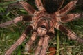 Tarantula (Phormictopus cochleasvorax)