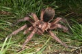 Tarantula (Phormictopus cochleasvorax)