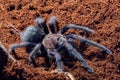 Tarantula Phormictopus sp purple Royalty Free Stock Photo