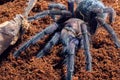 Tarantula Phormictopus sp purple