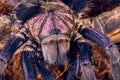 Tarantula Phormictopus sp purple