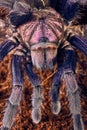 Tarantula Phormictopus sp purple