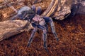 Tarantula Phormictopus sp purple Royalty Free Stock Photo