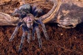 Tarantula Phormictopus sp purple