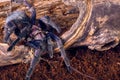 Tarantula Phormictopus sp purple