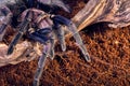 Tarantula Phormictopus sp purple