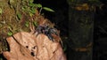 Tarantula in the rainforest of Ecuador