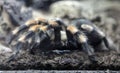 Tarantula