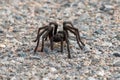 California ebony tarantula on road pavement