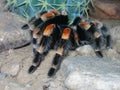 Tarantula On a Rock Royalty Free Stock Photo