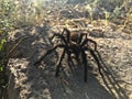 Tarantula on Rock Royalty Free Stock Photo