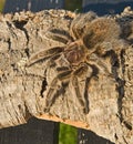 Tarantula on rough wood. Royalty Free Stock Photo