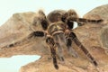 A tarantula is showing aggressive behavior.