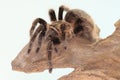 A tarantula is showing aggressive behavior.