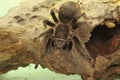 A tarantula is showing aggressive behavior.