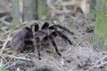 A tarantula is showing aggressive behavior.