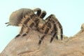 A tarantula is showing aggressive behavior.