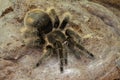 A tarantula is showing aggressive behavior.