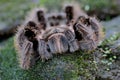 A tarantula is showing aggressive behavior.