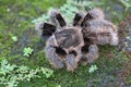 A tarantula is showing aggressive behavior.