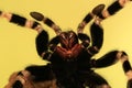 A tarantula is showing aggressive behavior.