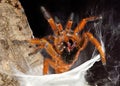 Tarantula showing fangs