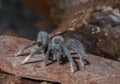 Tarantula Species seen at Matheran in night,Maharashtra,India Royalty Free Stock Photo