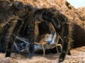 Tarantula spider