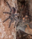 Tarantula spider Royalty Free Stock Photo