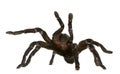 Tarantula spider attacking, Haplopelma Minax