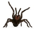 Tarantula spider attacking, Haplopelma Minax, in front of white